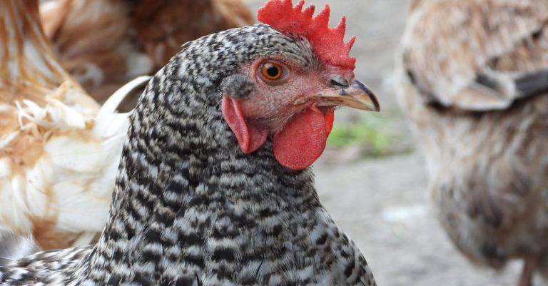 Best Brine For Chicken of 2026: Tested + Ranked