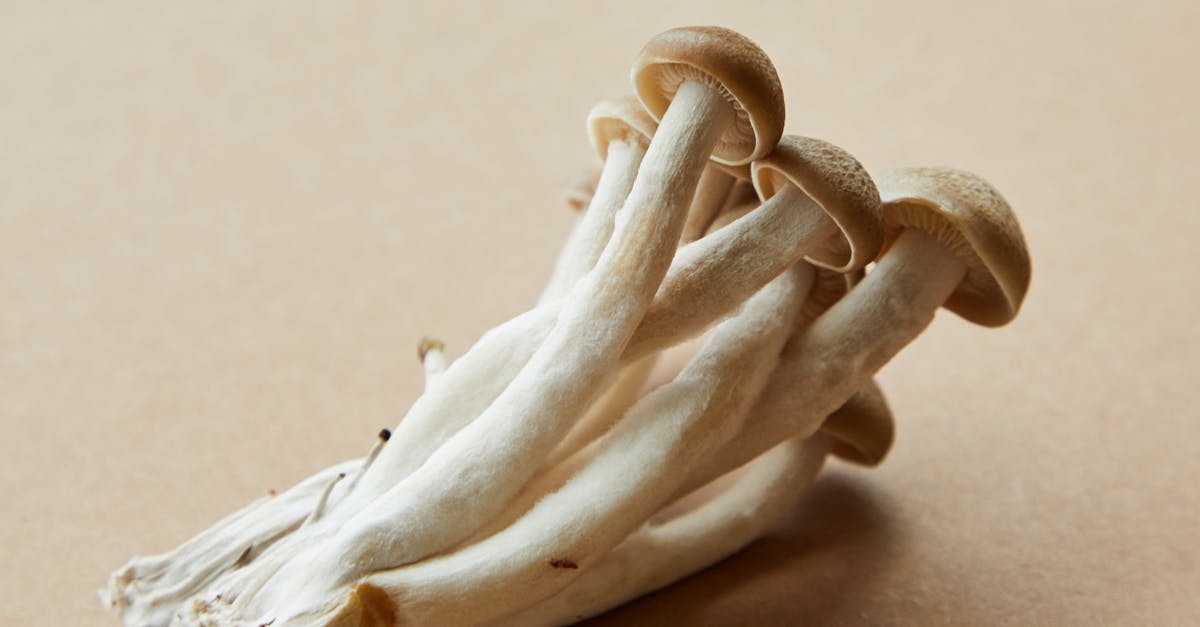 Mushroom Portobello Recipe for Delicious Grilling and Easy Make-Ahead Meals
